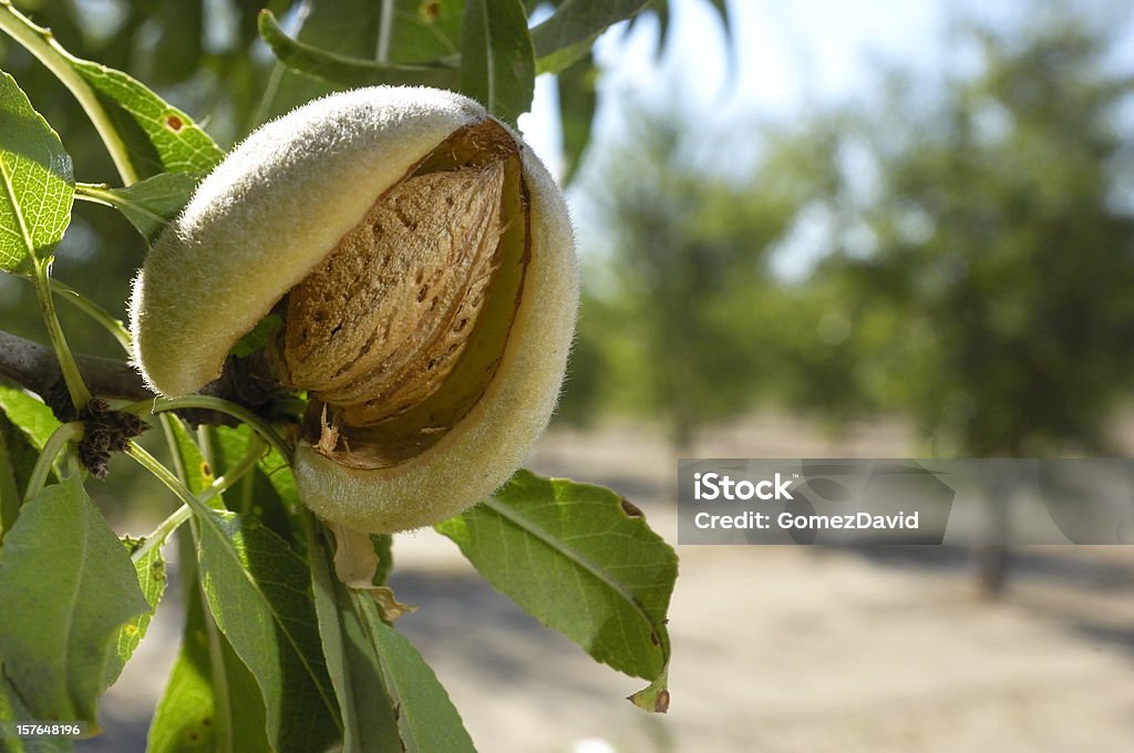 Close-up of Ripening Almonds on Central California Orchard Close-up of ripening almond (Prunus dulcis) fruit growing on a Central California almond (Prunus dulcis) orchard tree. Almond Tree Stock Photo