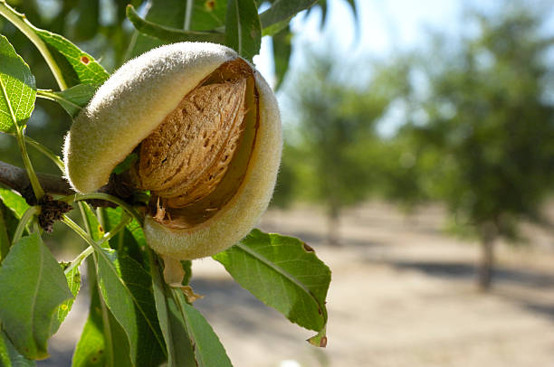 Close-up of Ripening Almonds on Central California Orchard Close-up of ripening almond (Prunus dulcis) fruit growing on a Central California almond (Prunus dulcis) orchard tree. almond tree photos stock pictures, royalty-free photos & images