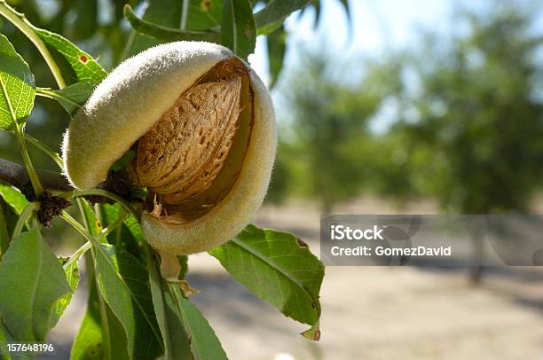 Closeup Of Ripening Almonds On Central California Orchard Stock Photo - Download Image Now