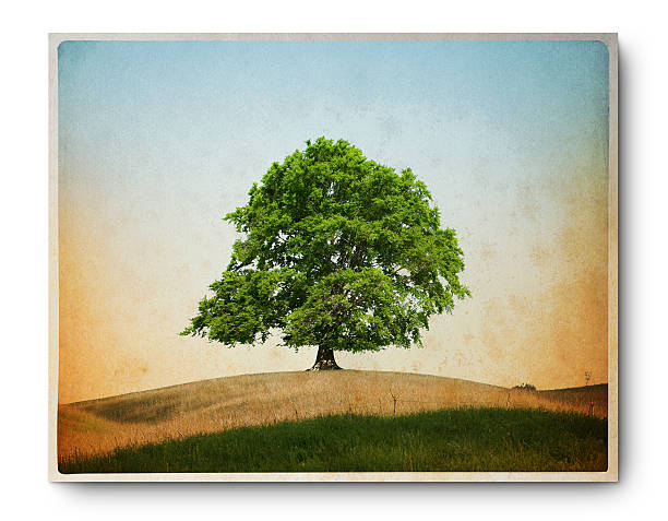 Grunge image of a lonely beech