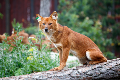 Dholes have a broad and unusual vocal repertoire.