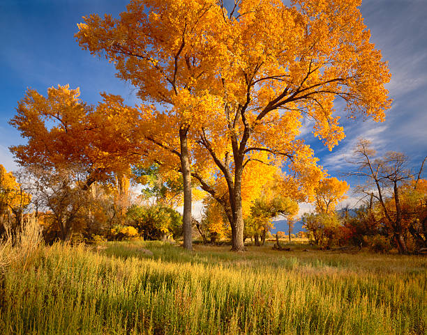 Autumn Cottonwood Trees Brilliant Colors Of Autumn Cottonwood Trees Line The Owens Valley At Bishop California cottonwood tree stock pictures, royalty-free photos & images