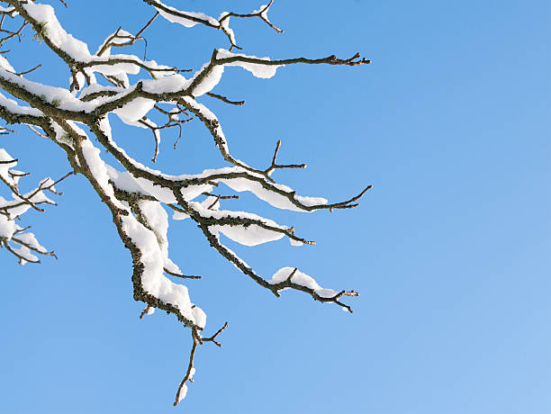 Winter Branch Freshly fallen snow covering the twigs and branches of a tree. bare tree photos stock pictures, royalty-free photos & images