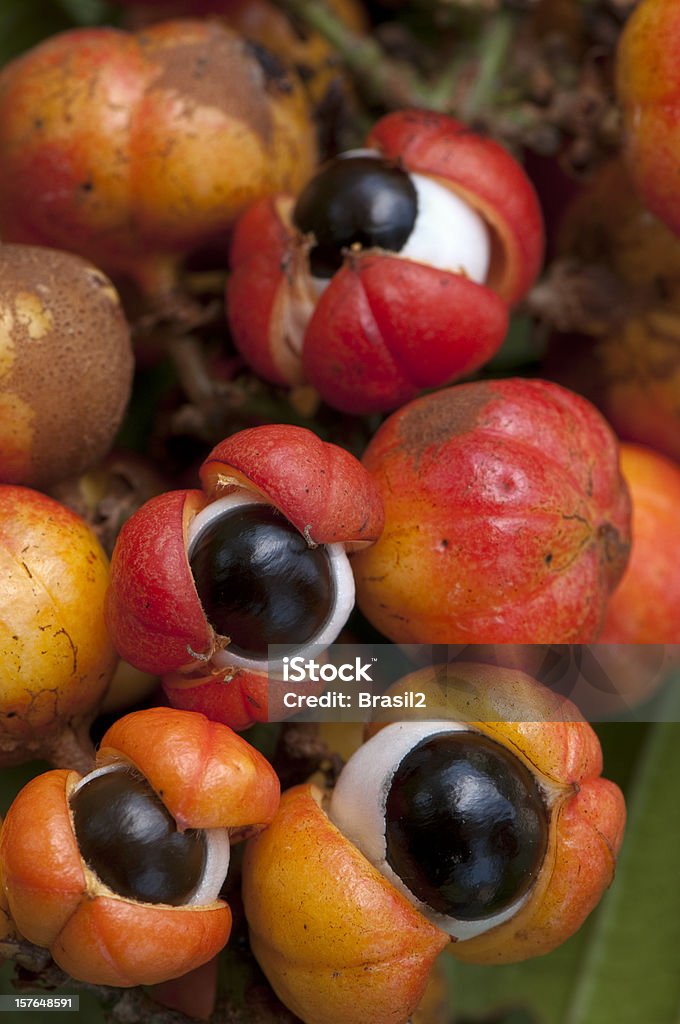 Guaraná frutas - Foto de stock de Guaraná libre de derechos