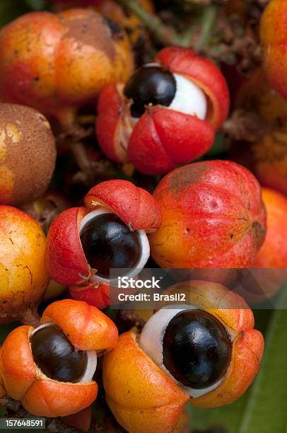 Photo libre de droit de Guarana Fruits Frais banque d'images et plus d'images libres de droit de Guarana - Guarana, Région du fleuve Amazone, Forêt amazonienne