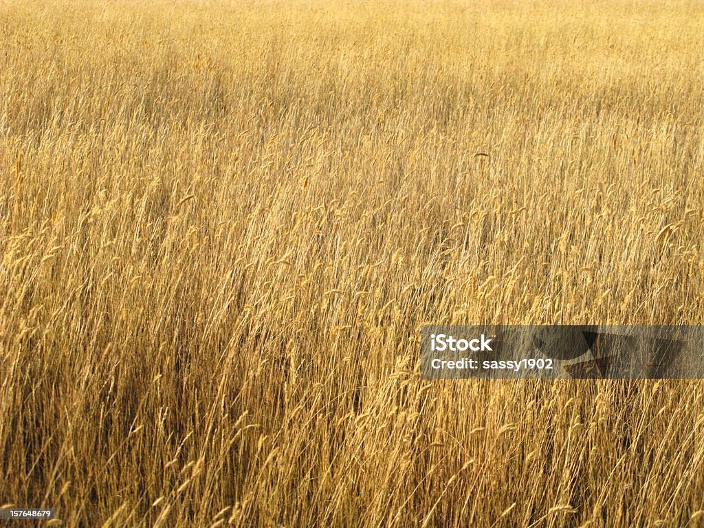 Trigo campo vento - Royalty-free Campo agrícola Foto de stock