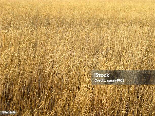 Trigo Campo Vento - Fotografias de stock e mais imagens de Campo agrícola - Campo agrícola, Cultura Americana, Plano de Fundo