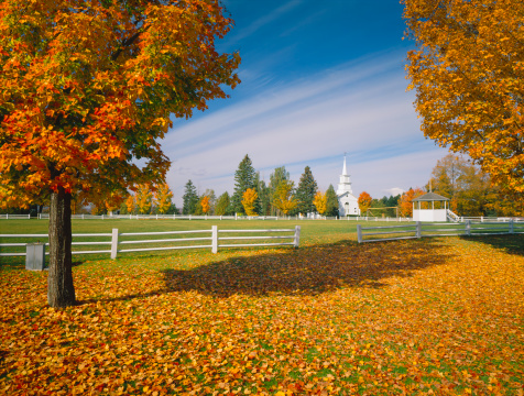 Autumn Sugar Maple Line The Soccer Field In The Village OF Craftsbury Commons Vermont