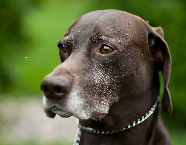 German short haired pointer dog covered in mosquitos stock photo
