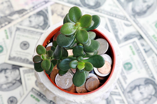 Investment Saving Jade plant growing on soil of coins with dollars in the background, symbolizing the wisdom that wealth may grow if you save pennies jade plant stock pictures, royalty-free photos & images