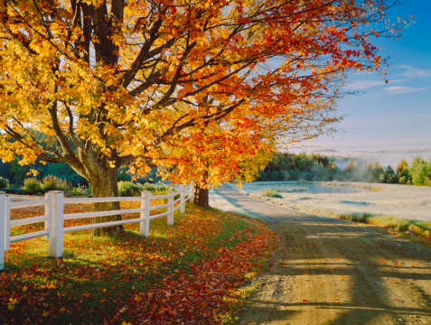 Country Dirt Road With Autumn Foliage Of A Large Sugar Maple In Vermont, USA