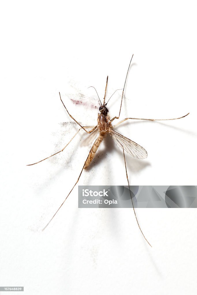 Squashed Mosquito Mosquito Stock Photo