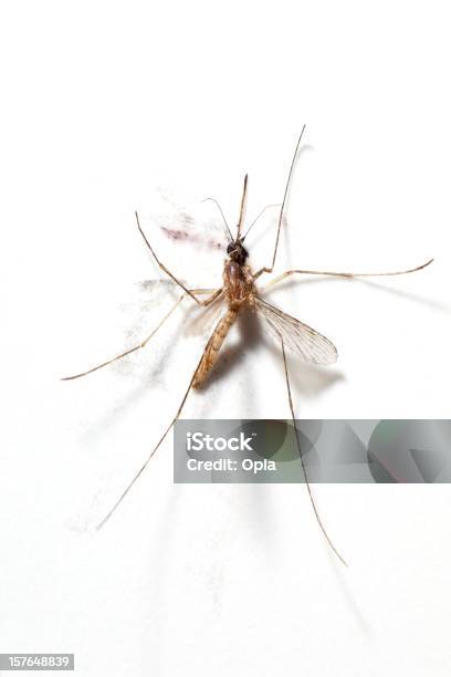 Squashed Mosquito Stock Photo - Download Image Now - Mosquito, Crushed, White Background