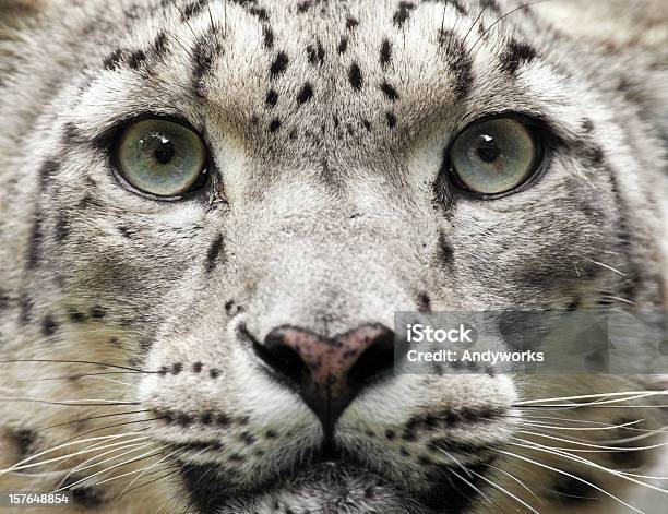 Snow Leopard Nahaufnahme Uncia Unc Stockfoto und mehr Bilder von Schneeleopard - Schneeleopard, Bedrohte Tierart, Einzelnes Tier