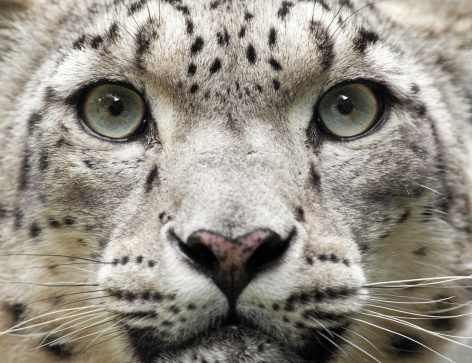 Close up of a beautiful snow leopard (Uncia uncia) with selective focus. 