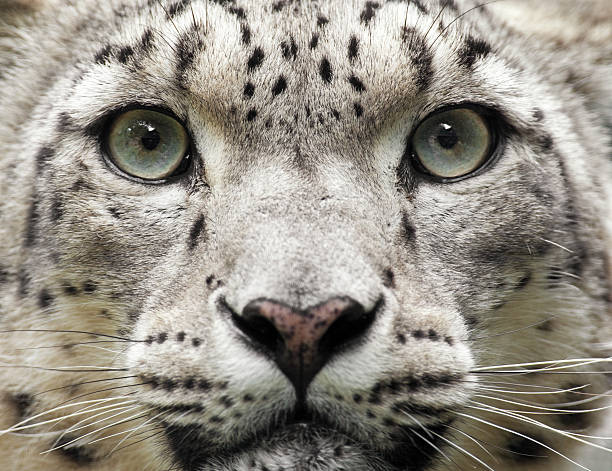 leopardo-das-neves plano aproximado (uncia unc. - snow leopard imagens e fotografias de stock