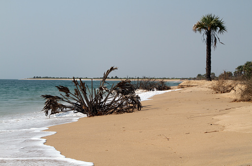 palm tree at the beach on Mosulu island near Luanda, Angola
