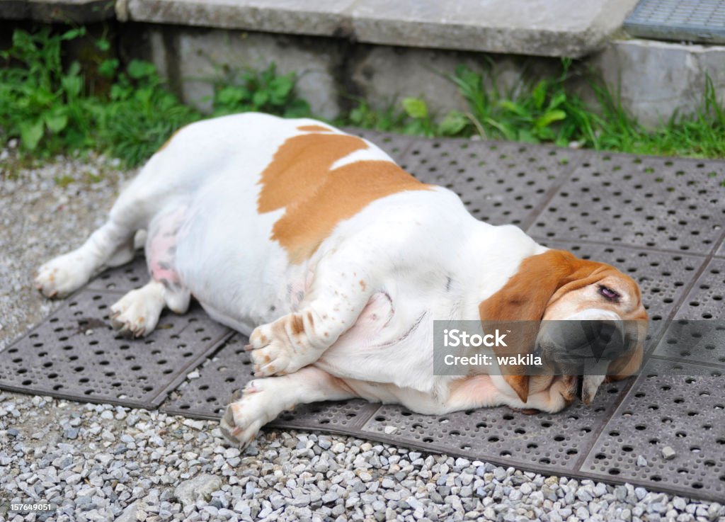 Gros chien Allongé sur le sol avec de lutte contre l'obésité - Photo de Chien libre de droits