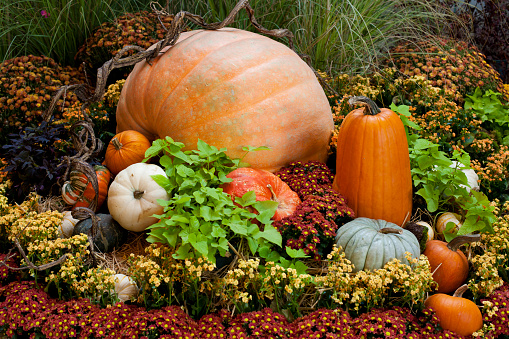 Decorative pumpkins and autumn leaves for Halloween banner. Multicolored spotted pumpkins on bright autumn maple leaves border. Autumn Thanksgiving ot Halloween theme with copy space.