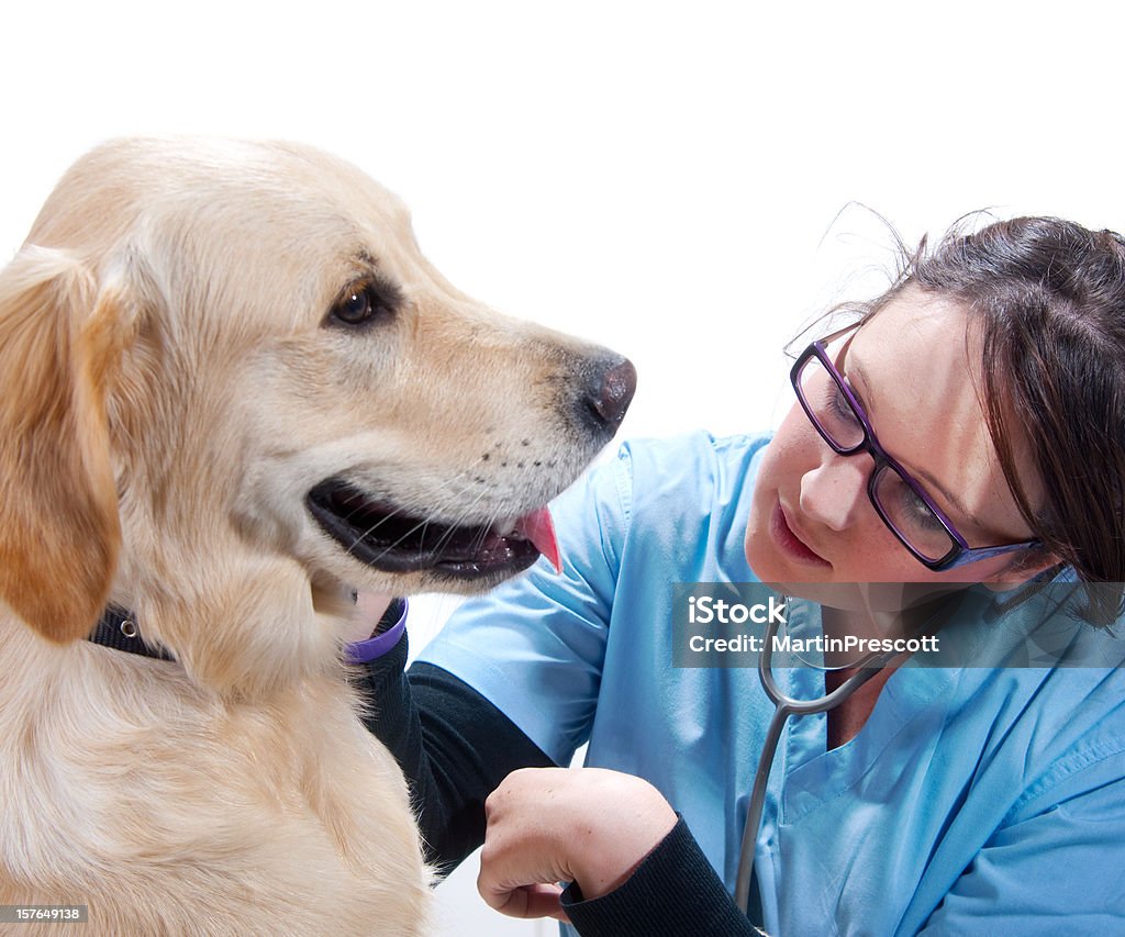 Controlos veterinários em cachorros progresso - Royalty-free Técnico Foto de stock