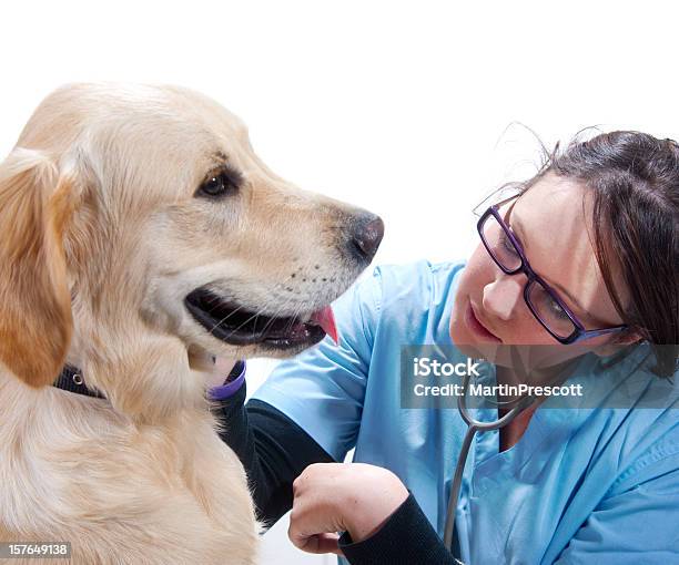 Controlos Veterinários Em Cachorros Progresso - Fotografias de stock e mais imagens de Técnico - Técnico, Veterinário, Cão