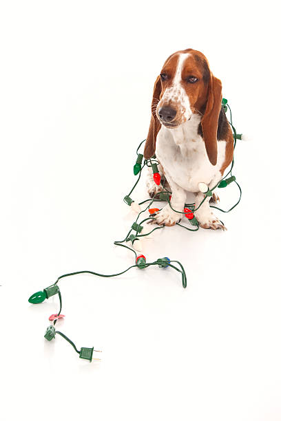 Basset Hound and Christmas Lights stock photo