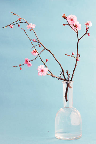 cherry blossom bouquet mit blauem hintergrund - honeysuckle pink stock-fotos und bilder