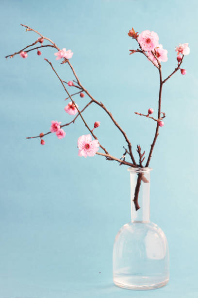 cherry blossom bouquet con fondo azul - sepia toned rose pink flower fotografías e imágenes de stock