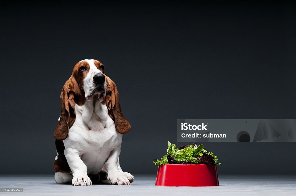 Bassett Pies gończy sat obok Czerwony pojemnik sałaty. - Zbiór zdjęć royalty-free (Pies)