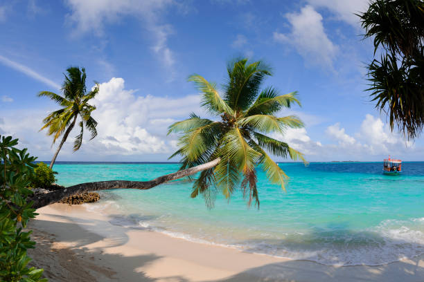 istock Palmtrees at the beach with crystal clear water 157649355