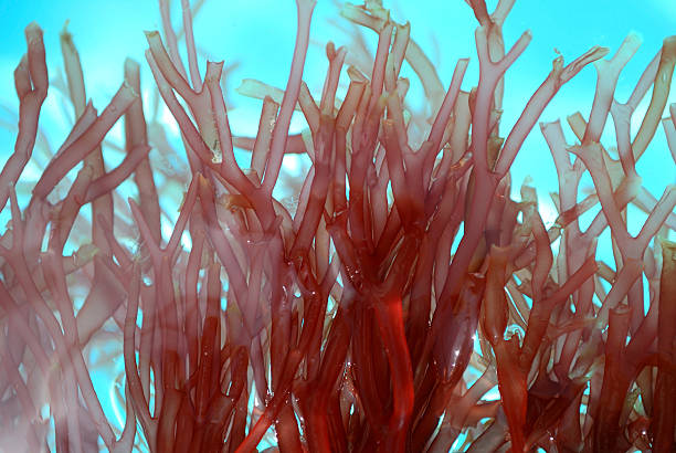istock Partially Submerged Red Branch Seaweed Clear Water Full Frame Background 157649407
