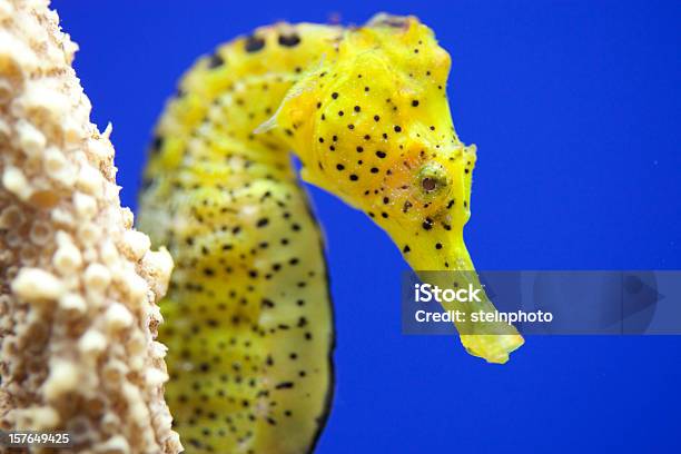 Żółty Seahorse W Akwarium - zdjęcia stockowe i więcej obrazów Konik morski - Konik morski, Bez ludzi, Fotografika