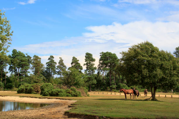 Horses in the New Forest landscape, England  new forest stock pictures, royalty-free photos & images