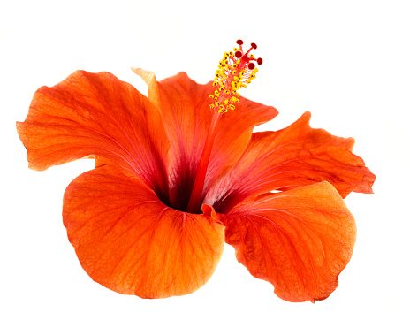 Close up hibiscus, the inside of a flower comprising both the yellow stamen and the red pistil