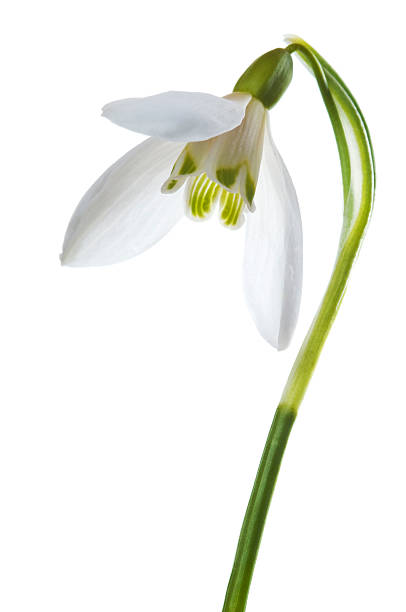 Beautiful Snowdrop on white background stock photo