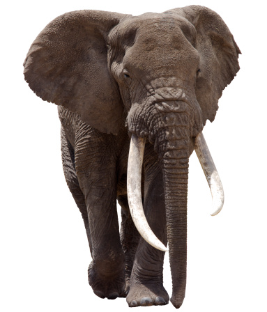 Bull African Elephant cut out with detailed clipping path.