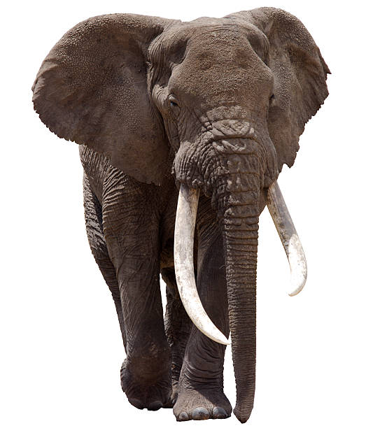 African Elephant Clipped Bull African Elephant cut out with detailed clipping path. tusk photos stock pictures, royalty-free photos & images