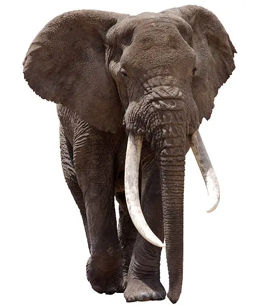 Photo of African Elephant Clipped