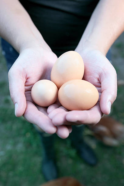 istock Mature female farmer's hands holding free range eggs 157649540
