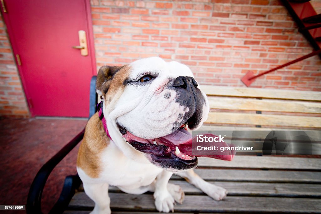 Englische Bulldog - Lizenzfrei Bulldogge Stock-Foto
