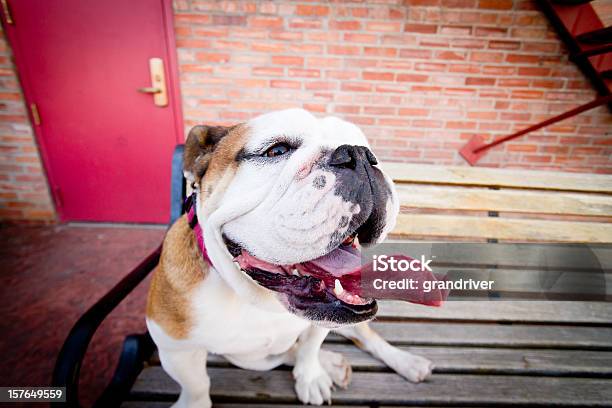 Englische Bulldog Stockfoto und mehr Bilder von Bulldogge - Bulldogge, Englische Bulldogge, Farbbild