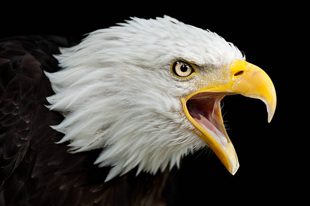 chiamate bald eagle (haliaeetus leucocephalus - leucocephalus foto e immagini stock