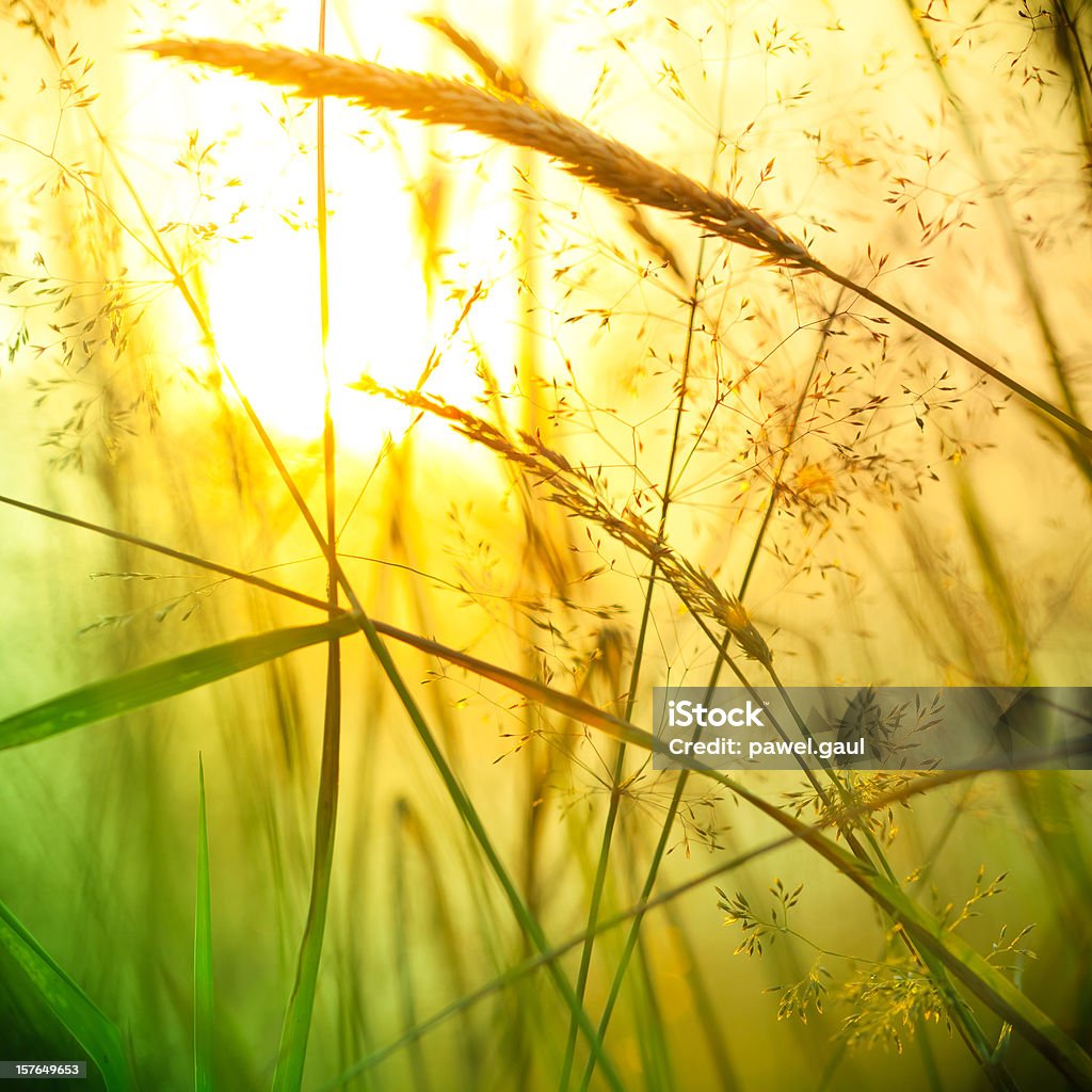 Silhueta de flores silvestres no meadow durante o pôr-do-sol - Foto de stock de Abstrato royalty-free