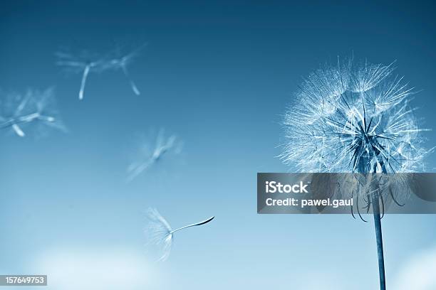 Dandelion On Blue Sky Stock Photo - Download Image Now - Dandelion, Backgrounds, Blowing