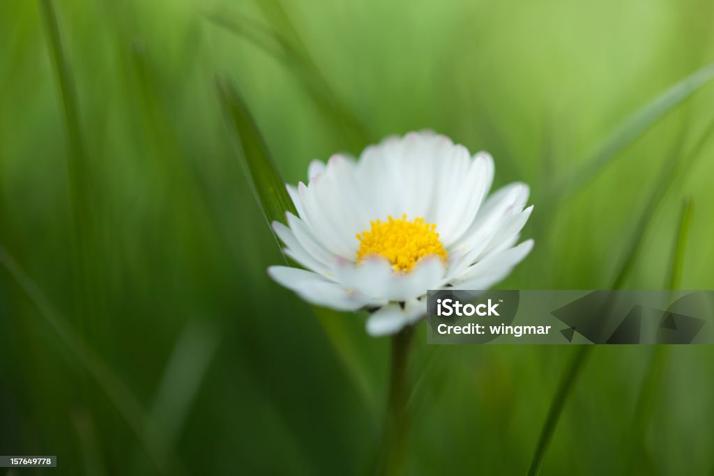 daisy avec Flouté - Photo de Avril libre de droits