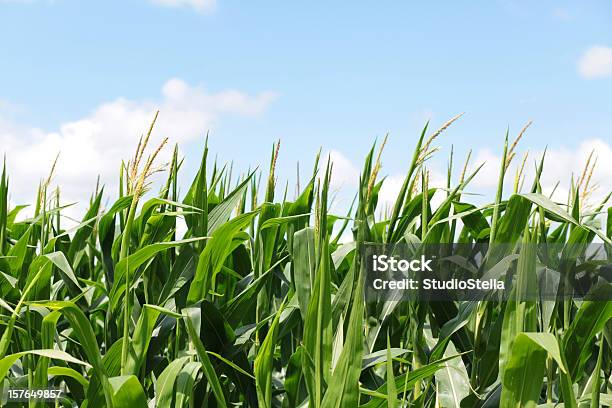 Кукурузное Поле И Голубое Небо Горизонтальные — стоковые фотографии и другие картинки Северная Дакота - Северная Дакота, Великие равнины, Кукуруза - урожай