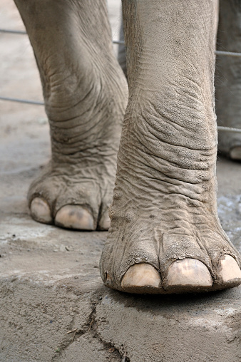 Close-up of two elephant legs in a zoo.
