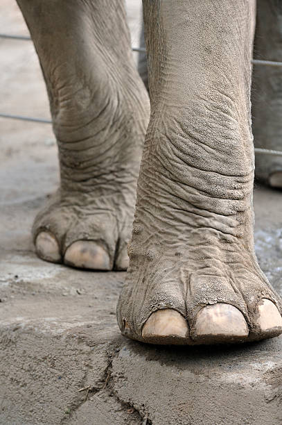 Close-up photo of elephant legs and feet Close-up of two elephant legs in a zoo. animal leg stock pictures, royalty-free photos & images