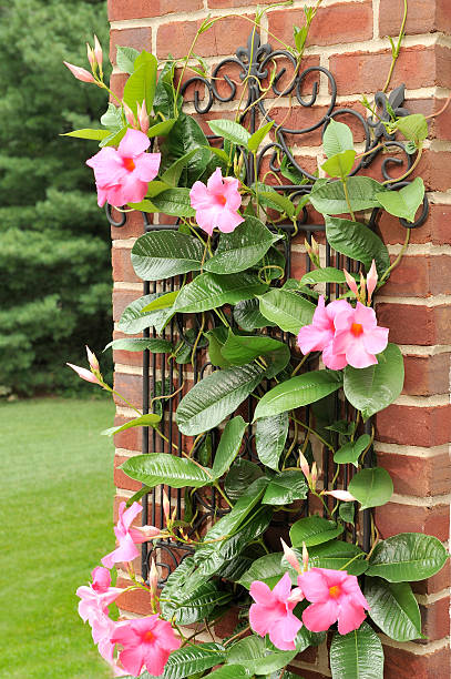 Mandevilla Splendens (Mandevilla splendens, drenážními otvory, bohaté kvetení) Mandevilla Splendens