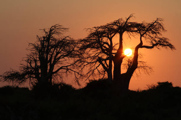 istock An orange sunset on the African plains  157649938